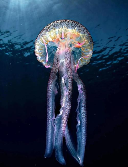 荧光水母有毒吗？看完这篇文章你就清楚它们的安全性了。