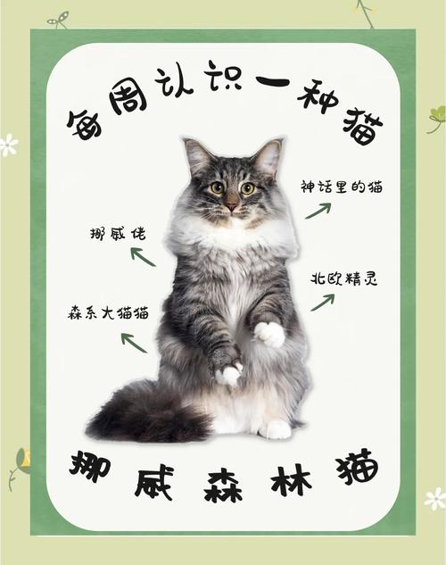 猫森林的开放时间是什么时候？这份出行避坑指南请收好！