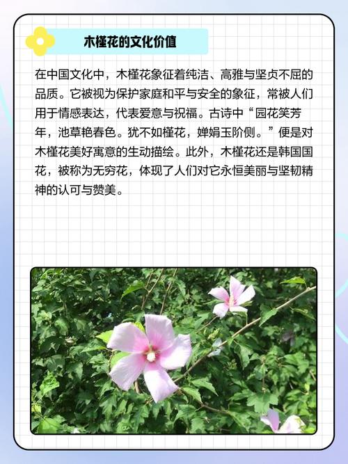 及弟花象征着什么寓意？原来它代表金榜题名和好运！