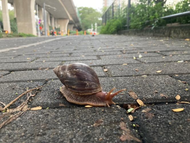 奔跑的蜗牛避免什么坑？(资深经验教训分享避雷)