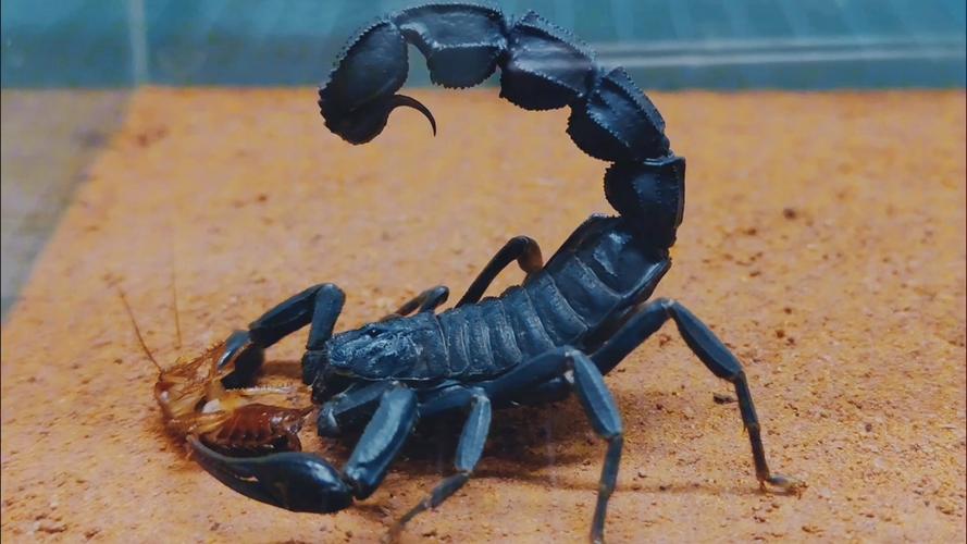 蝎子摆尾难度到底多大？看完这些进球你就明白了！