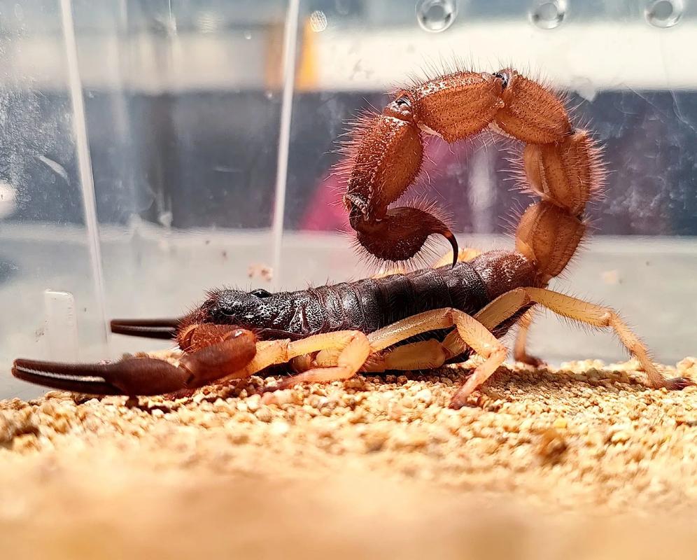 蝎子摆尾难度到底多大？看完这些进球你就明白了！