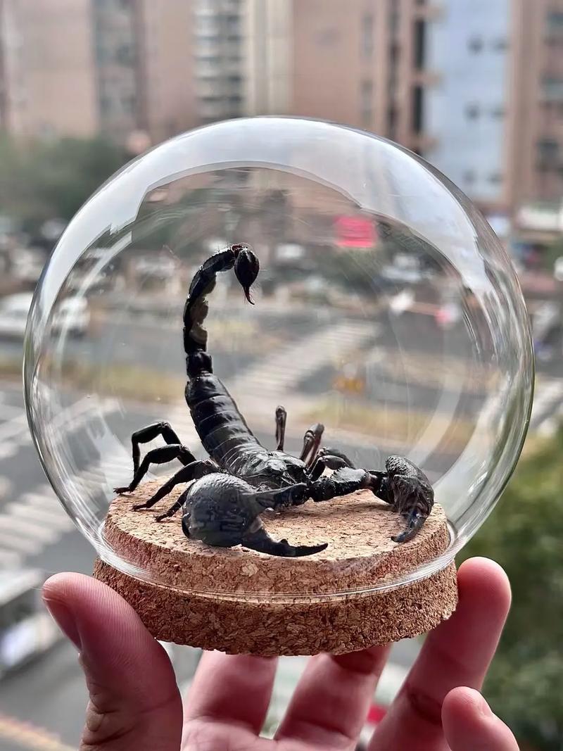 蝎子摆尾难度到底多大？看完这些进球你就明白了！