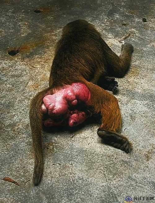 美国ZOOM动物 - 欢迎您! 体验如何？用户真实反馈与玩法！