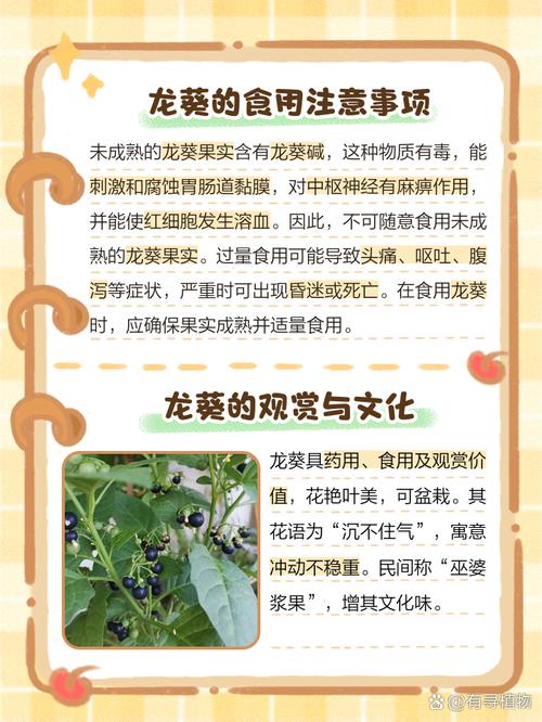 吃火龙草有什么禁忌?这几类人千万别碰!