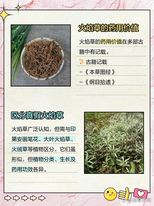 吃火龙草有什么禁忌？这几类人千万别碰！