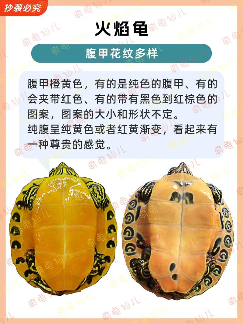 熔岩龟值得培养吗？对比其他坐骑后你就明白了！