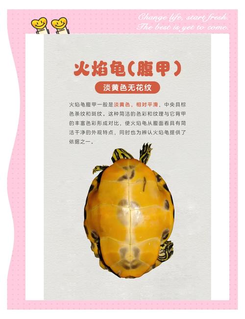 熔岩龟值得培养吗？对比其他坐骑后你就明白了！