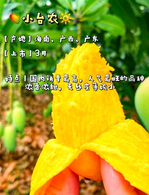 欧芒果到底甜不甜？教你3招挑选到最新鲜最甜的果子！