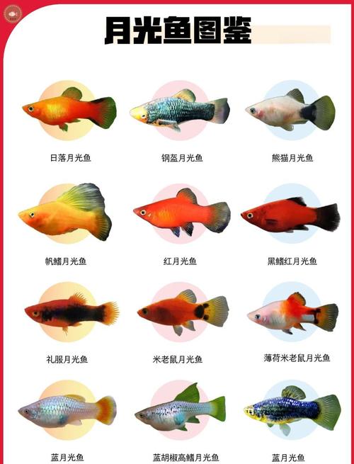 吃了月光墨鱼有什么好处？营养价值和食用禁忌须知！