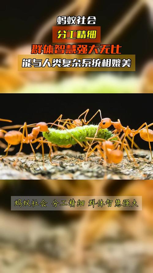 蚂蚁世界对我们人类生活有啥影响？看完你就明白了！