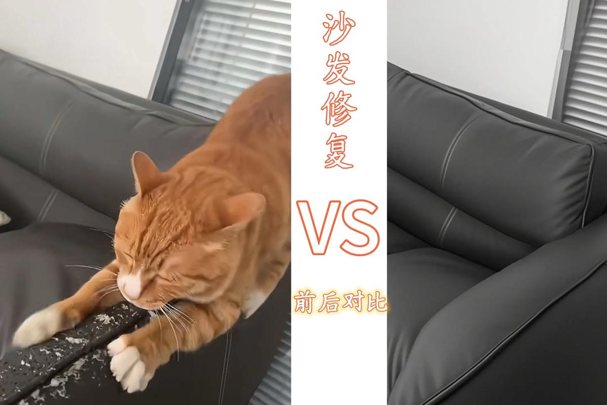 遇见你的猫家具被抓坏？两个妙招轻松解决烦恼