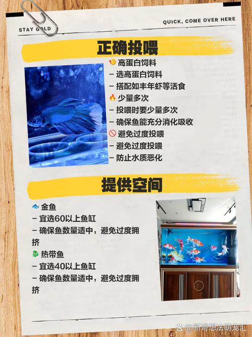 乖乖鱼怎么养才能活得久？新手必看这3个关键步骤！