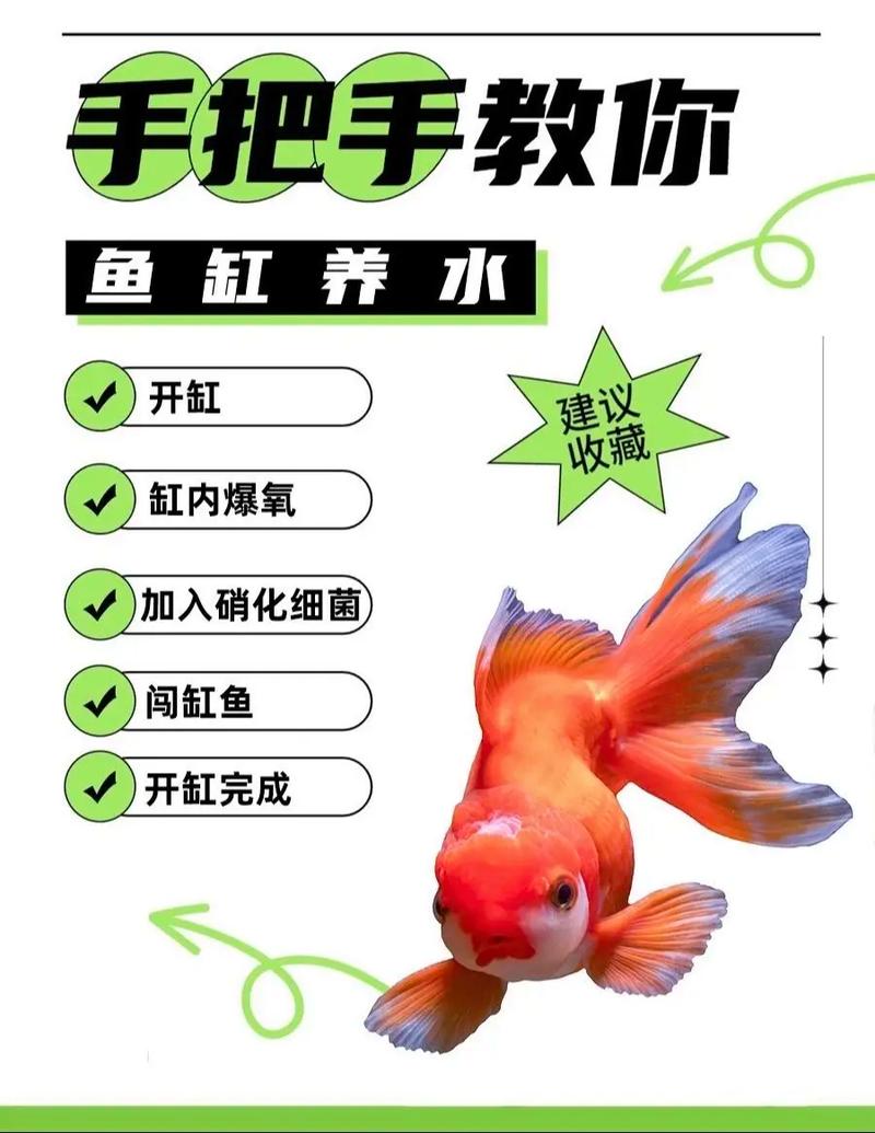 乖乖鱼怎么养才能活得久？新手必看这3个关键步骤！