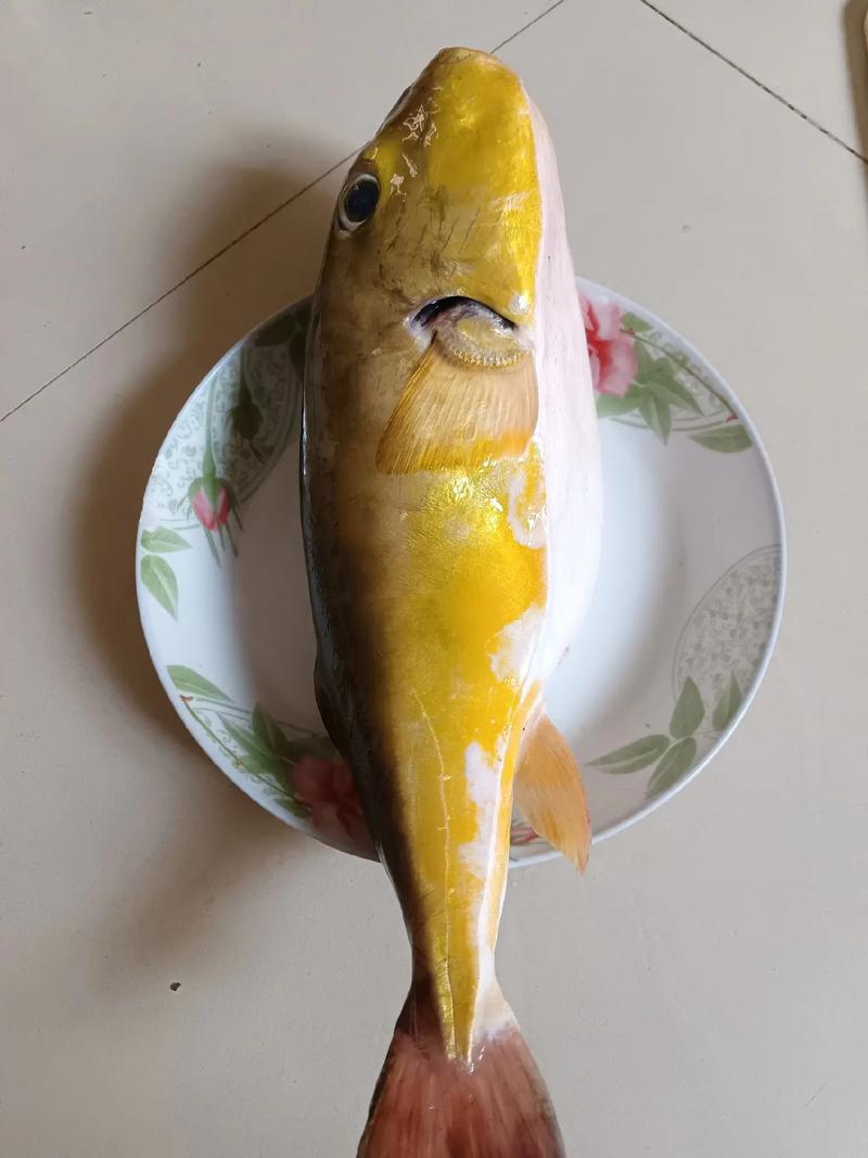 乖乖鱼怎么养才能活得久？新手必看这3个关键步骤！