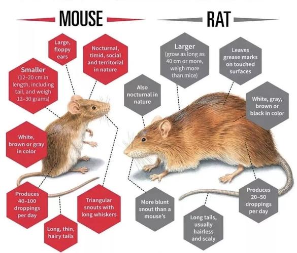 rat组合发展前景咋样？业内人士来分析！