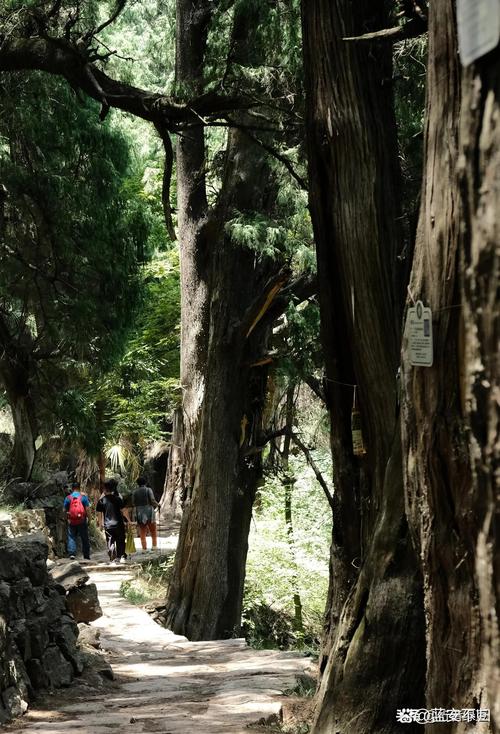 神守柏是什么背景故事?揭秘它背后的神奇能力和用途!