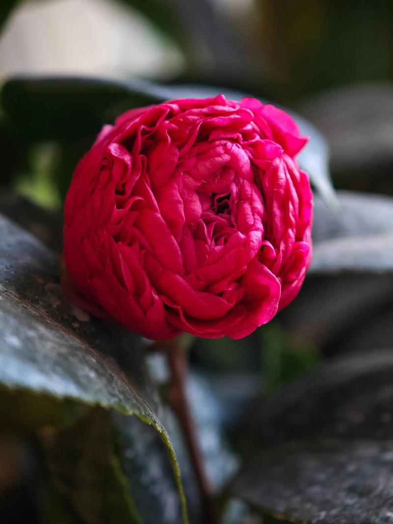 挑选饱满的花蕾（bud）有什么秘诀？老花农教你一招搞定！