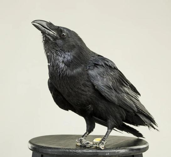 乌鸦被称作世界上最聪明的鸟之一为何这么聪明揭秘5个真相