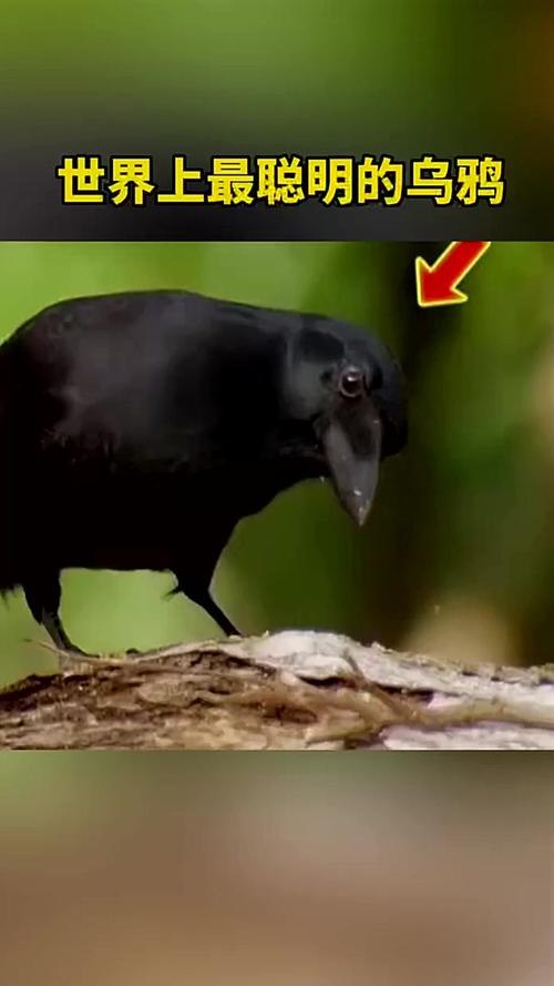 乌鸦被称作世界上最聪明的鸟之一为何这么聪明揭秘5个真相