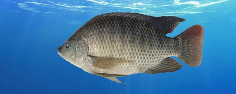 吃吴郭鱼有什么好处和禁忌？了解这种鱼的营养和价值。