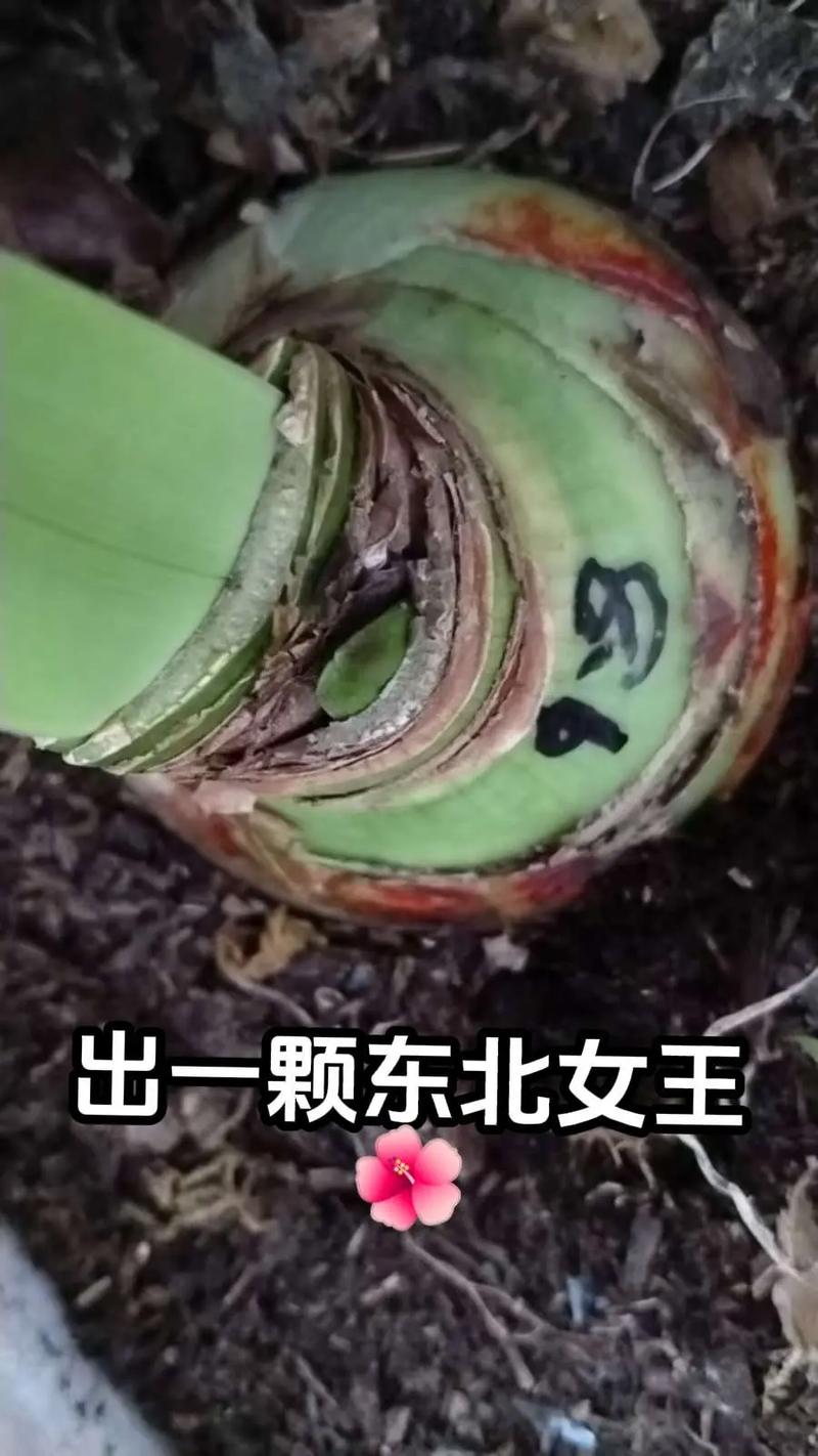 东北女王靠什么赚钱？她的收入远超你想象的数字！