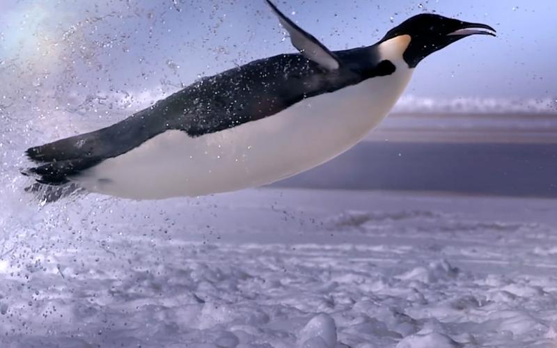 飞翔的企鹅哪里能看到？这三个地方最容易发现它们！