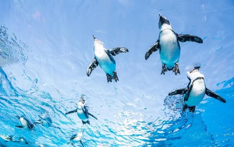 飞翔的企鹅哪里能看到？这三个地方最容易发现它们！