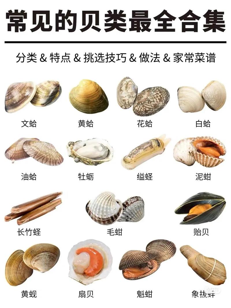 贝王之称指的到底是什么？行家为你揭秘真正的“贝王”！