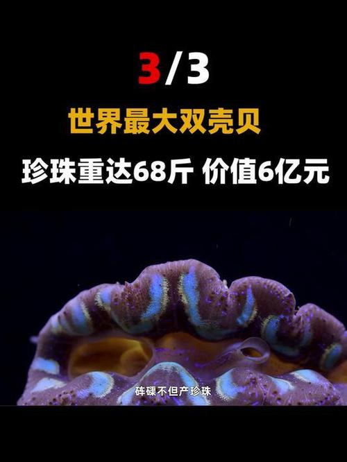 贝王之称指的到底是什么？行家为你揭秘真正的“贝王”！