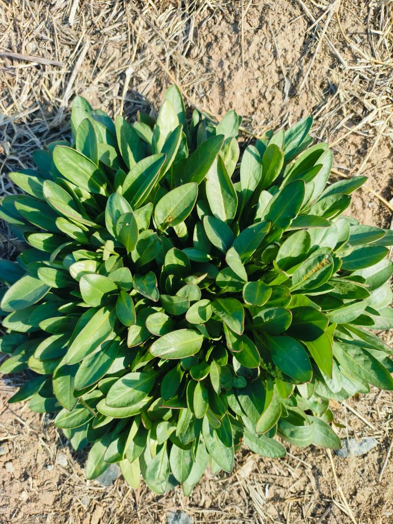 哪里买基萨尔野菜(这6个渠道靠谱又新鲜)