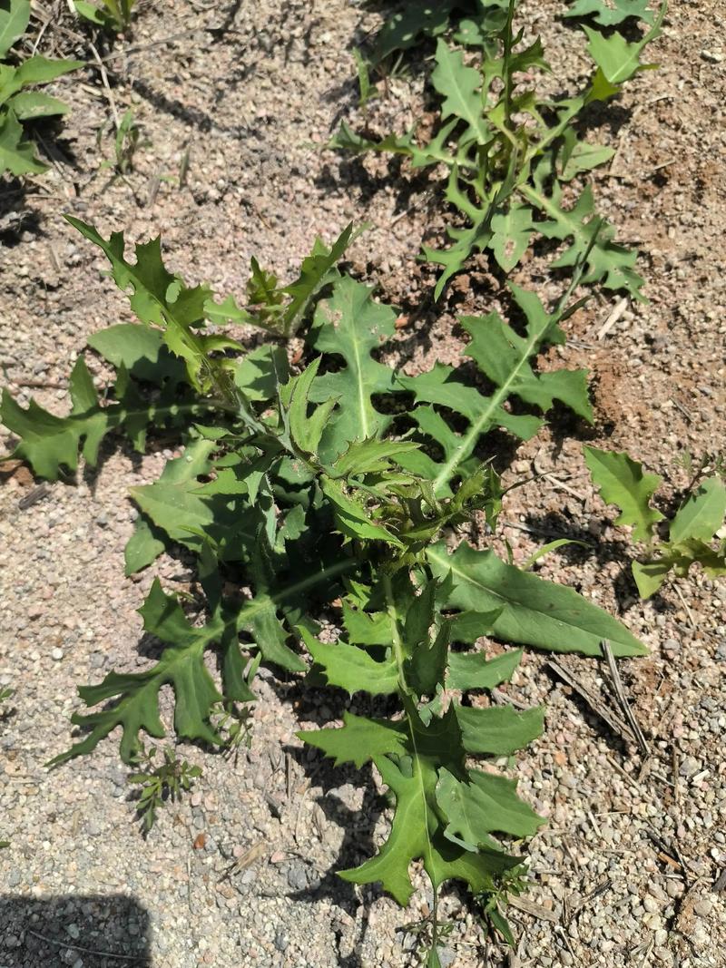 哪里买基萨尔野菜(这6个渠道靠谱又新鲜)