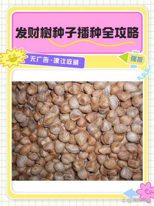 摇钱树种子怎么种？掌握这几点轻松发芽！