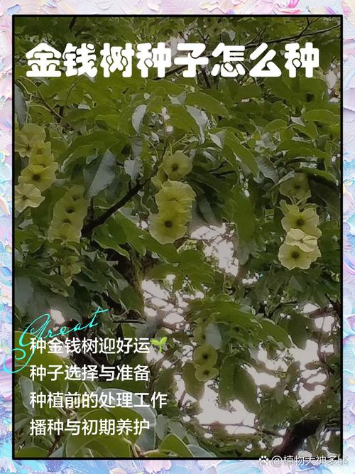 摇钱树种子怎么种？掌握这几点轻松发芽！