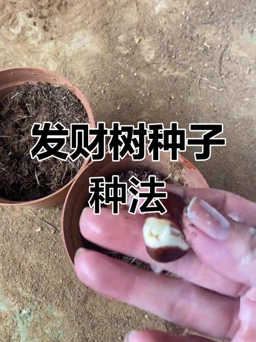 摇钱树种子怎么种？掌握这几点轻松发芽！