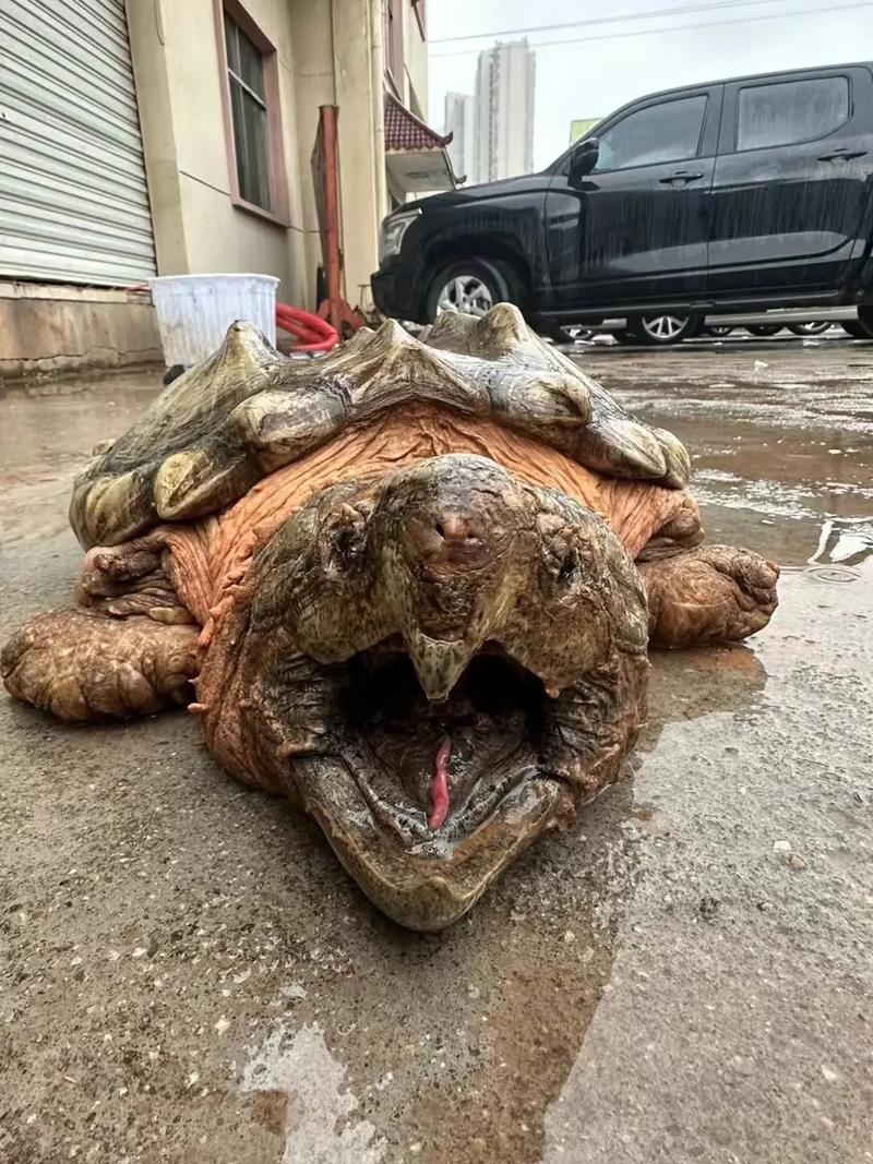 读完大鳄无形有哪些收获？普通人如何避开无形的风险陷阱？