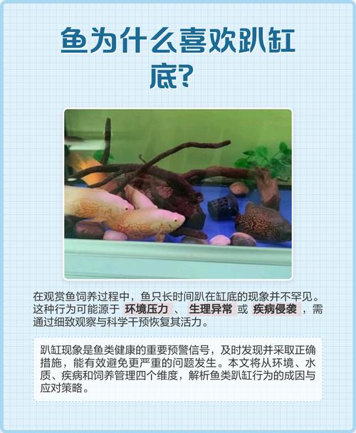 为什么大家都喜欢用鱼缸屏保？缓解视疲劳太好用！