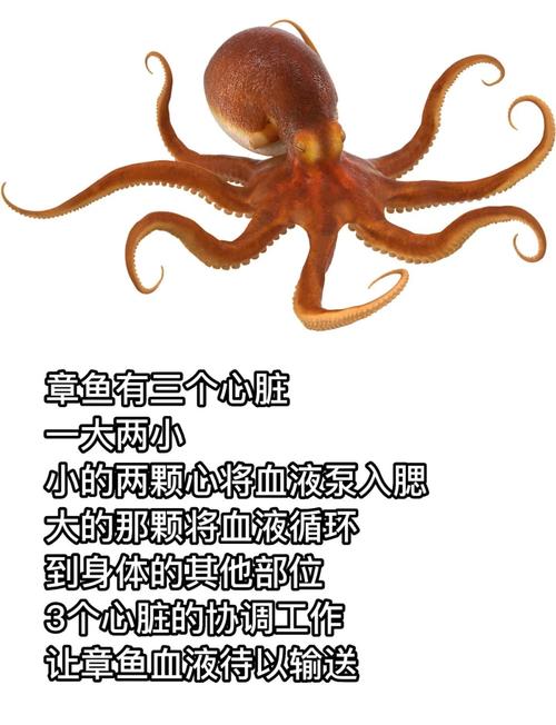 章鱼搜索有哪些强大功能?这5个实用功能必须知道!