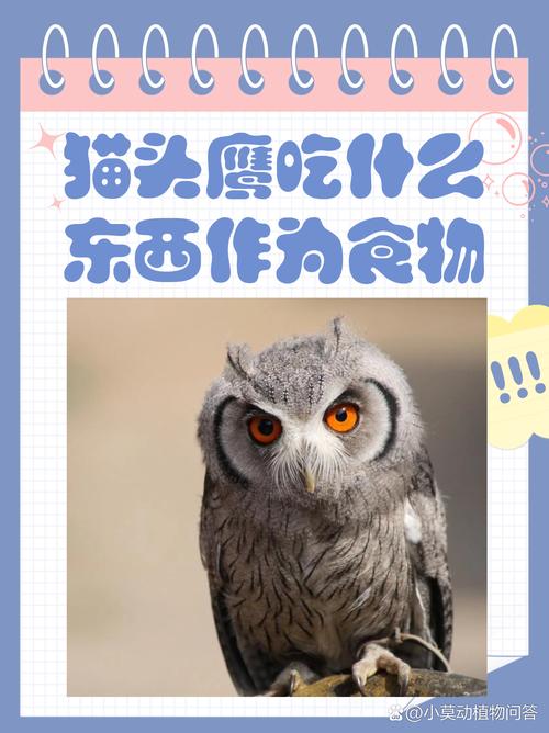 宠物鹰日常吃什么食物？科学喂养保证它健康成长！