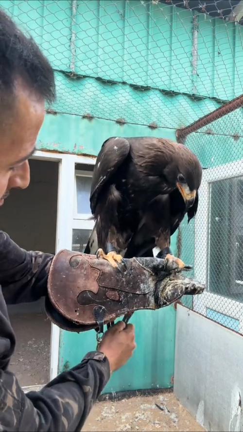 宠物鹰日常吃什么食物？科学喂养保证它健康成长！