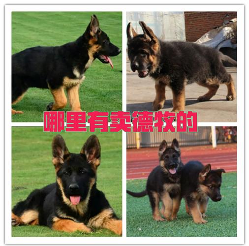 哪里可以买到正宗的牧牛杖？行家推荐这几个购买渠道！