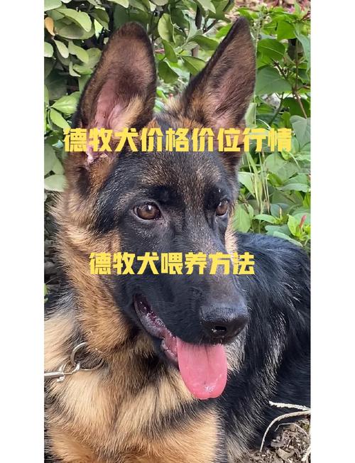 哪里可以买到正宗的牧牛杖？行家推荐这几个购买渠道！