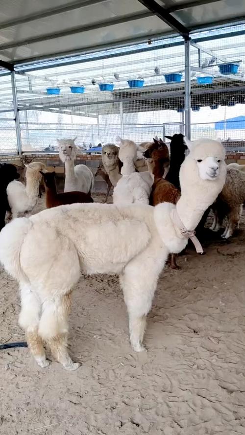 狂草泥马：是动物还是网络流行语？一篇文章帮你搞清楚！