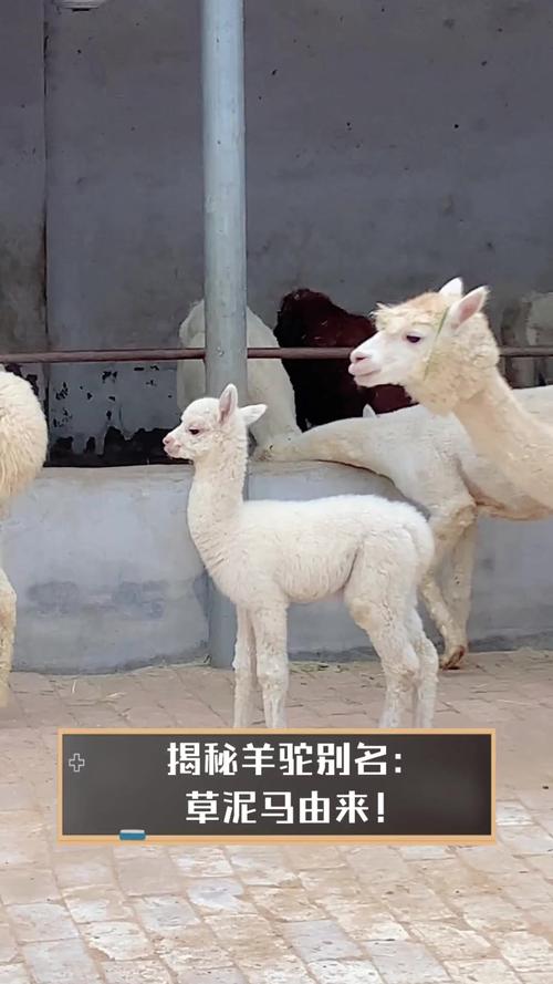 狂草泥马：是动物还是网络流行语？一篇文章帮你搞清楚！