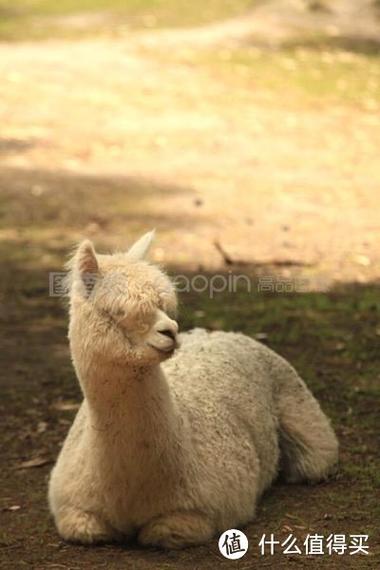 狂草泥马：是动物还是网络流行语？一篇文章帮你搞清楚！