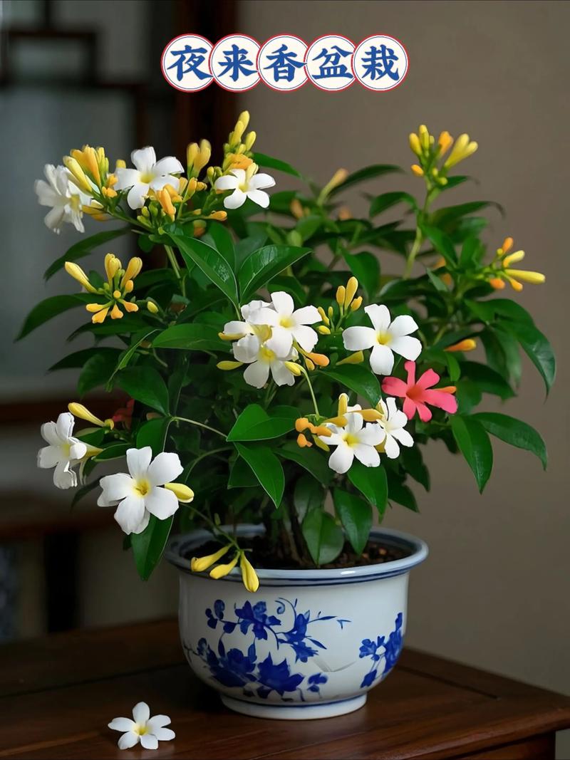 夜来香和吊兰对比哪个更危险（卧室避坑小妙招）