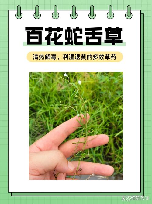 长期喝蛇信草有什么禁忌？这几类人千万不要随便乱喝！