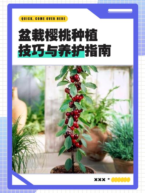 八重樱盆栽怎么养护?新手掌握这3个技巧轻松开花!