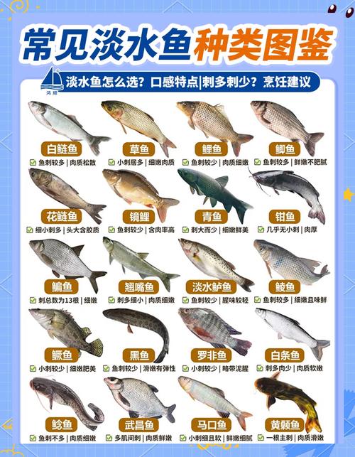 购物鱼去哪里买比较好？分享几个靠谱的渠道帮你选！