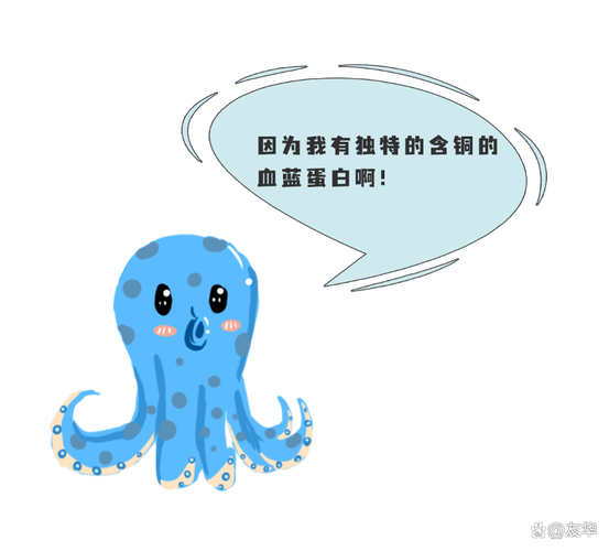 章鱼的血有什么特殊功能？专家讲解血蓝蛋白的作用！